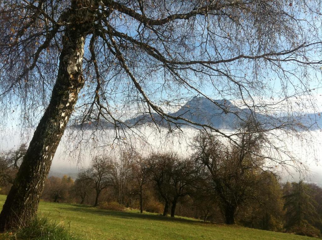 Apartment Parkvilla Traunsee Altmünster Zewnętrze zdjęcie